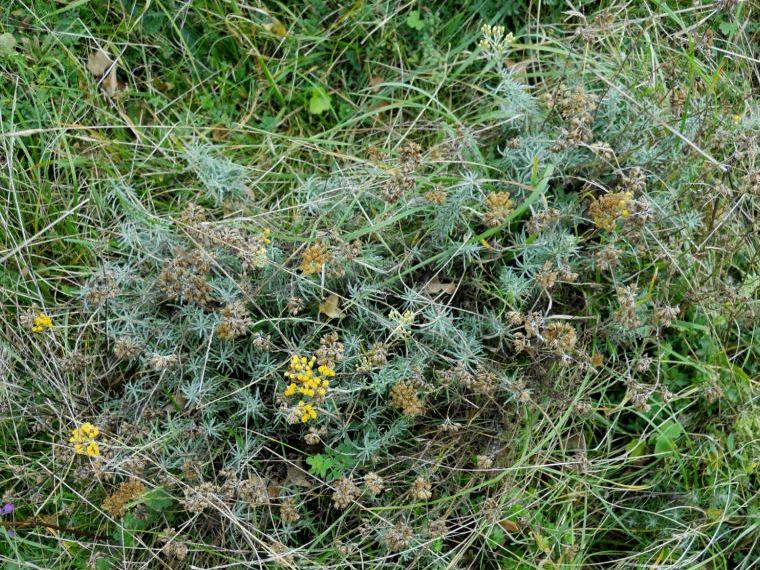 Helicrhysum italicum subsp. italicum / Perpetuini d''Italia